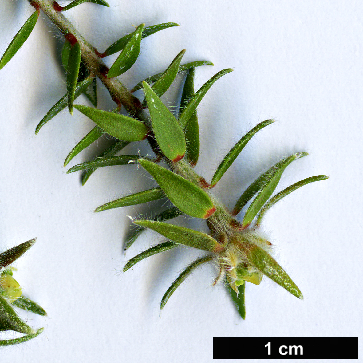High resolution image: Family: Myrtaceae - Genus: Melaleuca - Taxon: squamea - SpeciesSub: var. alba